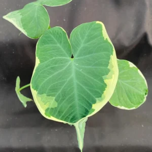 Xanthosoma Albo Variegata Plant - Rooted Alocasia Mickey Mouse in 3