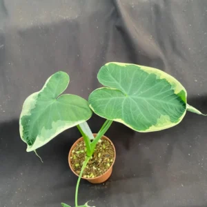 Xanthosoma Albo Variegata Plant - Rooted Alocasia Mickey Mouse in 3