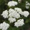Yarrow Plant - Achillea Millefolium - Live Organic Herb - 3.5" Pot - Cream Blooms