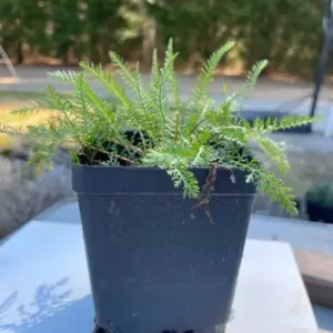 Yarrow Plant - Achillea Millefolium - Live Organic Herb - 3.5" Pot - Cream Blooms