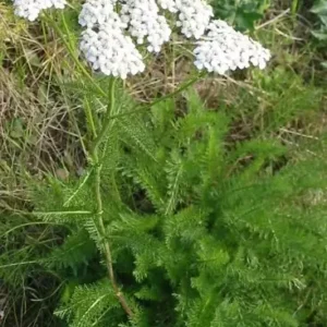 Yarrow Plant - Achillea Millefolium - Live Organic Herb - 3.5