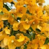 Yellow Bougainvillea Plant - Everblooming Vine - 4" Pot - Patio & Indoor/Outdoor