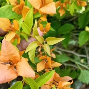 Yellow Bougainvillea Plant - Everblooming Vine - 4" Pot - Patio & Indoor/Outdoor