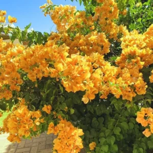 Yellow Bougainvillea Plant - Everblooming Vine - 4