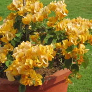 Yellow Bougainvillea Plant - Everblooming Vine - 4