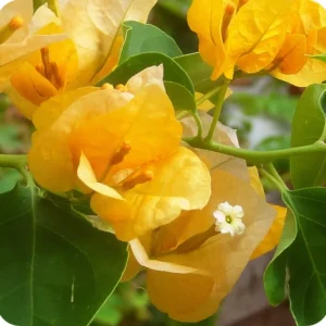 Yellow Bougainvillea Plant - Everblooming Vine - 4