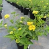 Yellow Lantana Plants - 2 Pack Gold Lantana Flowers Seedlings