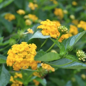 Yellow Lantana Plants - 2 Pack Gold Lantana Flowers Seedlings