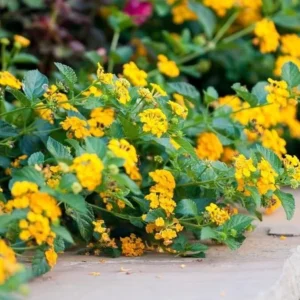 Yellow Lantana Plants - 2 Pack Gold Lantana Flowers Seedlings