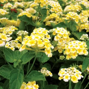 Yellow Lantana Plants - 2 Pack Gold Lantana Flowers Seedlings