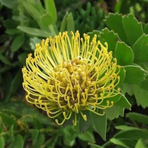 Yellow Leucospermum Flower Live Plant - Pincushion Shrub - 15 Inch Height - Orange Yellow