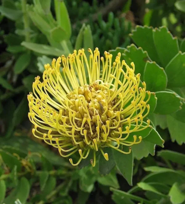 Yellow Leucospermum Flower Live Plant - Pincushion Shrub - 15 Inch Height - Orange Yellow
