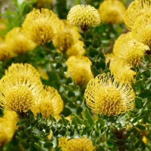 Yellow Leucospermum Flower Live Plant - Pincushion Shrub - 15 Inch Height - Orange Yellow