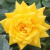 Yellow Miniature Rose Bush - Mini Rose Plant - 4-6 Inch - 3 Inch Pot