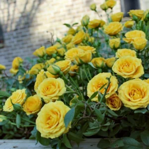 Yellow Miniature Rose Bush - Mini Rose Plant - 4-6 Inch - 3 Inch Pot