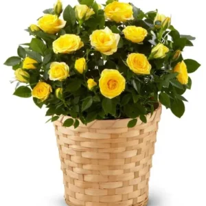 Yellow Miniature Rose Bush - Mini Rose Plant - 4-6 Inch - 3 Inch Pot