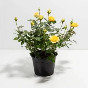 Yellow Miniature Rose Bush - Mini Rose Plant - 4-6 Inch - 3 Inch Pot
