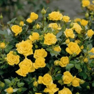 Yellow Miniature Rose Bush - Mini Rose Plant - 4-6 Inch - 3 Inch Pot