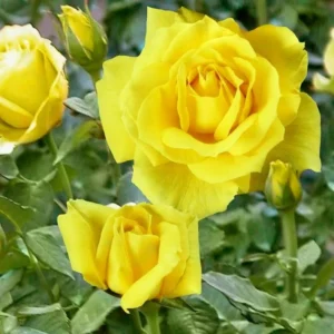 Yellow Miniature Rose Bush - Mini Rose Plant - 4-6 Inch - 3 Inch Pot