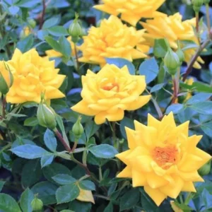 Yellow Miniature Rose Bush - Mini Rose Plant - 4-6 Inch - 3 Inch Pot