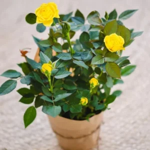 Yellow Miniature Rose Bush - Mini Rose Plant - 4-6 Inch - 3 Inch Pot