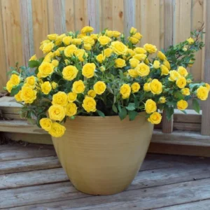 Yellow Miniature Rose Bush - Mini Rose Plant - 4-6 Inch - 3 Inch Pot