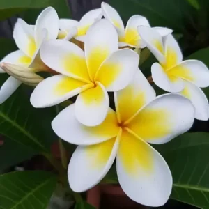 Yellow Plumeria Plant Cutting 2-Pack - Frangipani Unrooted 12 Inch - Ready to Root