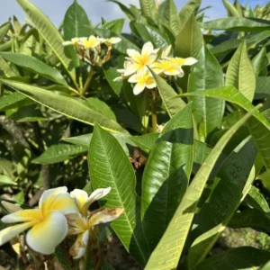 Yellow Plumeria Plant Cutting 2-Pack - Frangipani Unrooted 12 Inch - Ready to Root