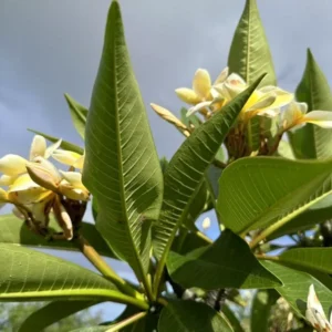 Yellow Plumeria Plant Cutting 2-Pack - Frangipani Unrooted 12 Inch - Ready to Root