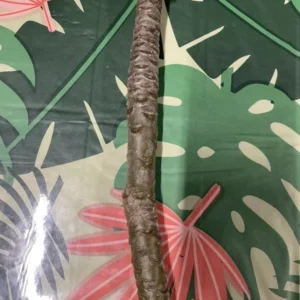 Yellow Plumeria Plant Cutting 2-Pack - Frangipani Unrooted 12 Inch - Ready to Root