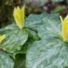 Yellow Trillium Luteum Wildflower - 5 Bulbs - Spring Blooms - Fragrant