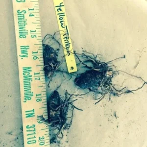 Yellow Trillium Luteum Wildflower - 5 Bulbs - Spring Blooms - Fragrant