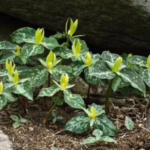 Yellow Trillium Luteum Wildflower - 5 Bulbs - Spring Blooms - Fragrant