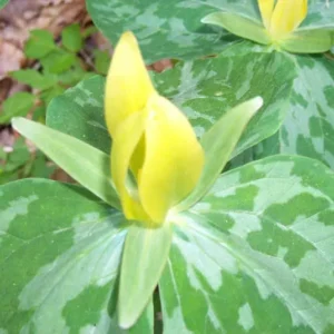 Yellow Trillium Luteum Wildflower - 5 Bulbs - Spring Blooms - Fragrant