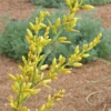 Yellow Yucca Live Plants - Hesperaloe Parviflora Plant 6-12 Inch Hardy Succulent Yucca in 4 Inch Pot