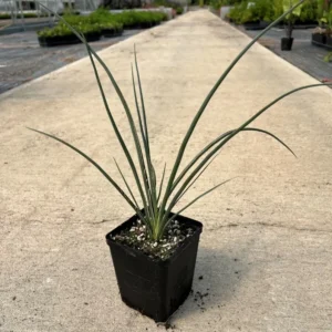 Yellow Yucca Live Plants - Hesperaloe Parviflora Plant 6-12 Inch Hardy Succulent Yucca in 4 Inch Pot