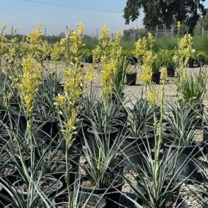 Yellow Yucca Live Plants - Hesperaloe Parviflora Plant 6-12 Inch Hardy Succulent Yucca in 4 Inch Pot