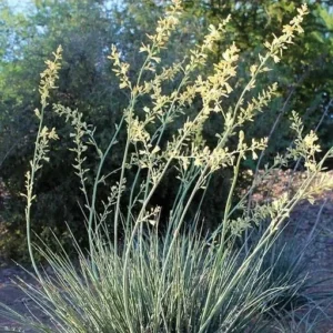 Yellow Yucca Live Plants - Hesperaloe Parviflora Plant 6-12 Inch Hardy Succulent Yucca in 4 Inch Pot