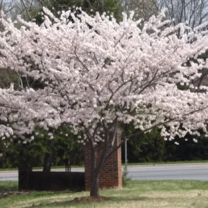 Yoshino Flowering Cherry Tree Plant 6-12 Inch - Ornamental Tree