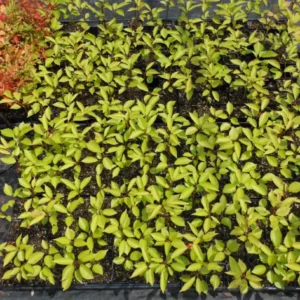 Yoshino Flowering Cherry Tree Plant 6-12 Inch - Ornamental Tree