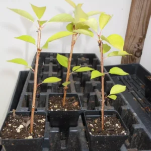 Yoshino Flowering Cherry Trees - 2 Live Potted Plants - 6-12 Inch - Ornamental Tree