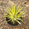 Yucca Color Guard Live Plant Rooted Starter Plug Green and Yellow Outdoor Plant