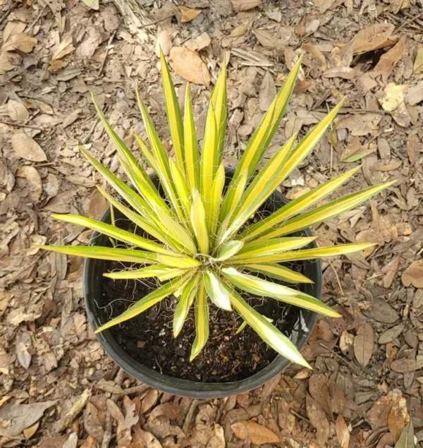 Yucca Color Guard Live Plant Rooted Starter Plug Green and Yellow Outdoor Plant