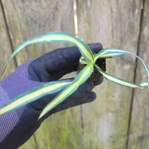 Yucca Color Guard Live Plant Rooted Starter Plug Green and Yellow Outdoor Plant