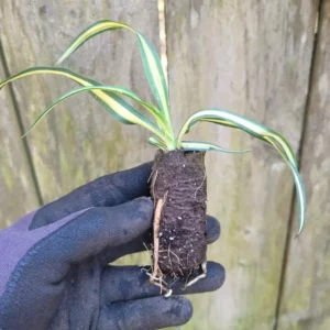 Yucca Color Guard Live Plant Rooted Starter Plug Green and Yellow Outdoor Plant