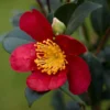 Yuletide Camellia Japonica Live Plant Evergreen Shrub 5 to 10 Feet Tall Partial to Full Shade