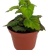 Zen Buddha Swedish Ivy Plectranthus ernstii House Plant 2.5" Pot Bonsai