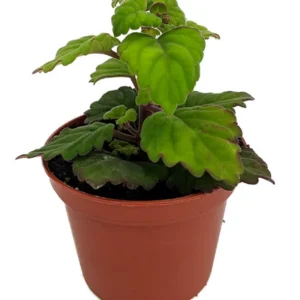 Zen Buddha Swedish Ivy Plectranthus ernstii House Plant 2.5