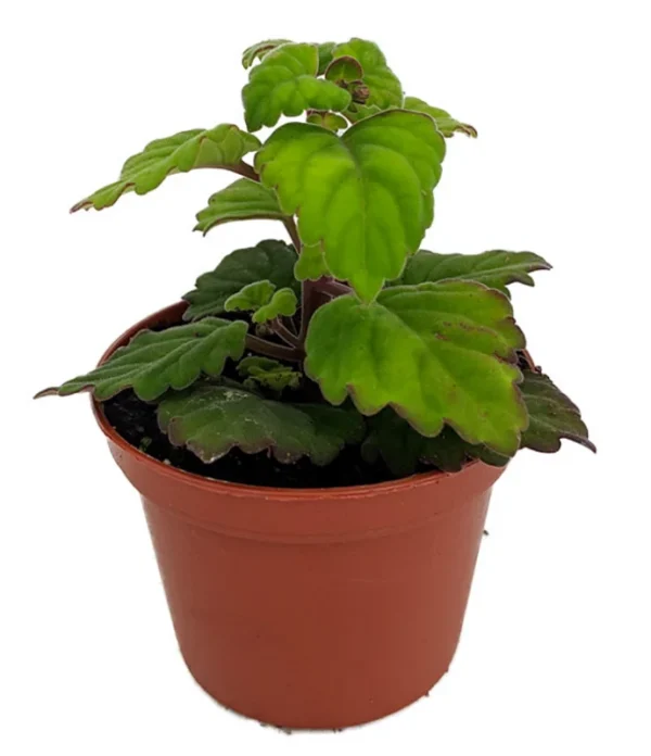 Zen Buddha Swedish Ivy Plectranthus ernstii House Plant 2.5" Pot Bonsai