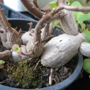 Zen Buddha Swedish Ivy Plectranthus ernstii House Plant 2.5
